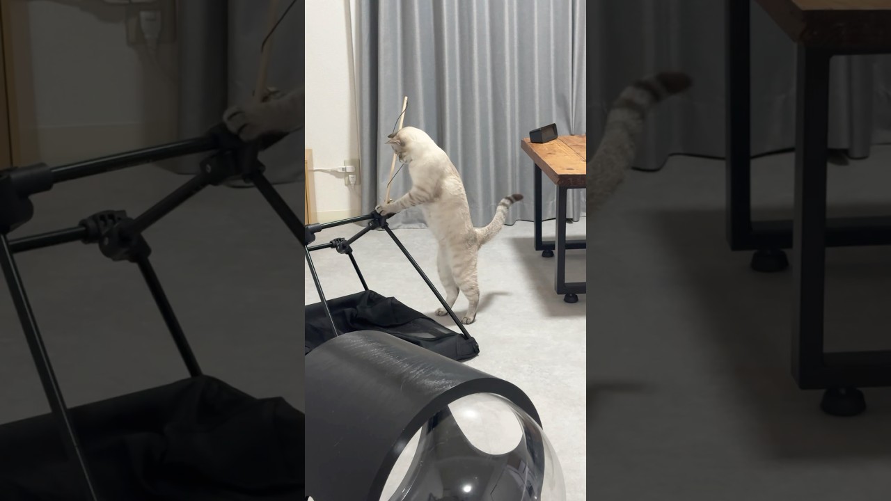 元気に遊ぶ猫ですな〜　#シャムトラ #元保護猫 #シャムミックス  #cat #猫耳 #kitten  #猫耳 #siamesemix