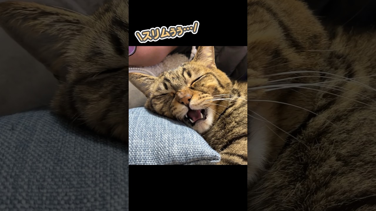 妻の心無い一言に「黙れぇっ」と怒り狂う猫