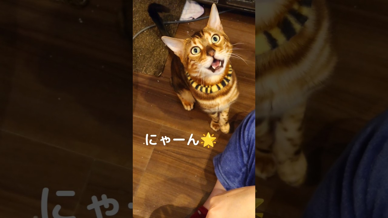 【ベンガル猫の日常】ご飯、一発芸、おやつ、ご飯、一発芸、おやつ。お利口さんのうりくんです。お得意のごろ～ん🌟#cat #癒し #保護猫 #shorts #癒し#ベンガル