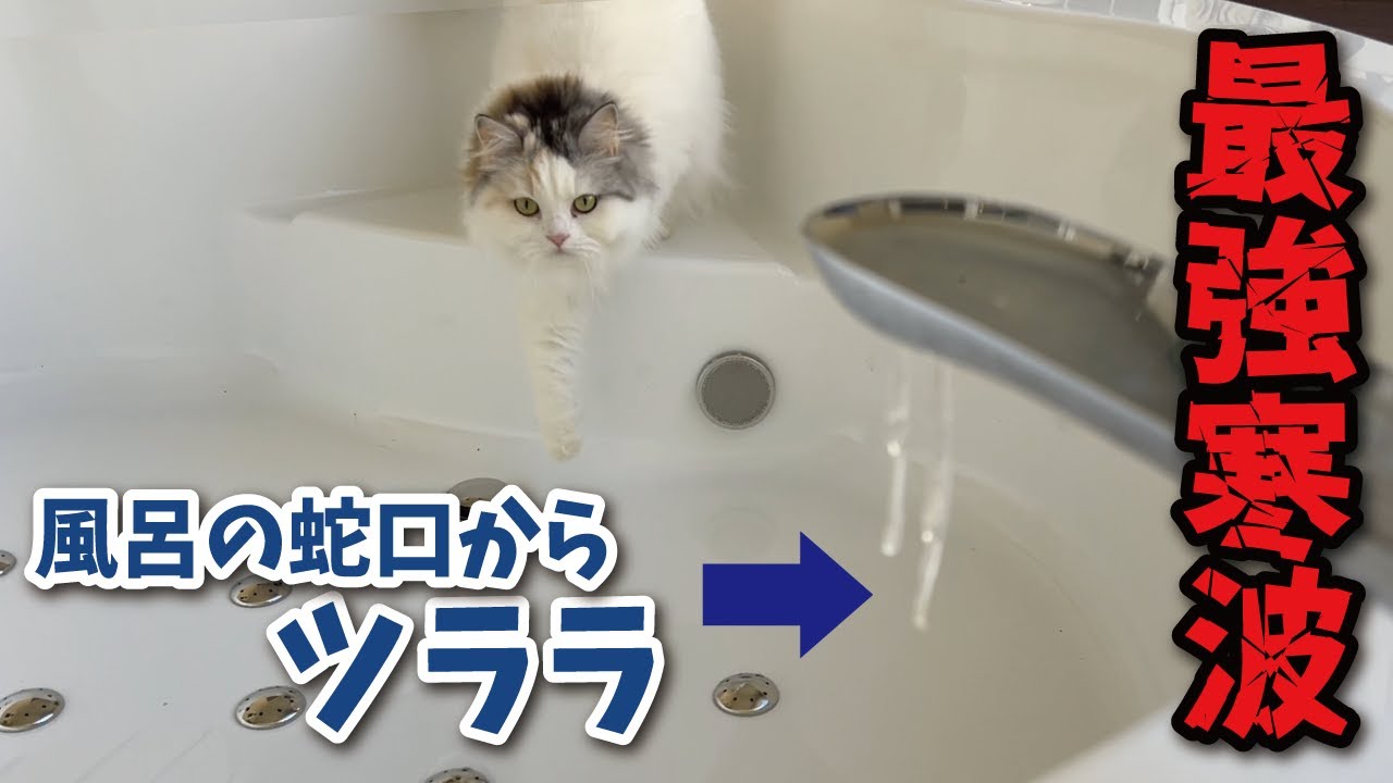 極寒すぎてお風呂からツララが生えていた時の猫の反応がこちら【関西弁でしゃべる猫】【猫アテレコ】