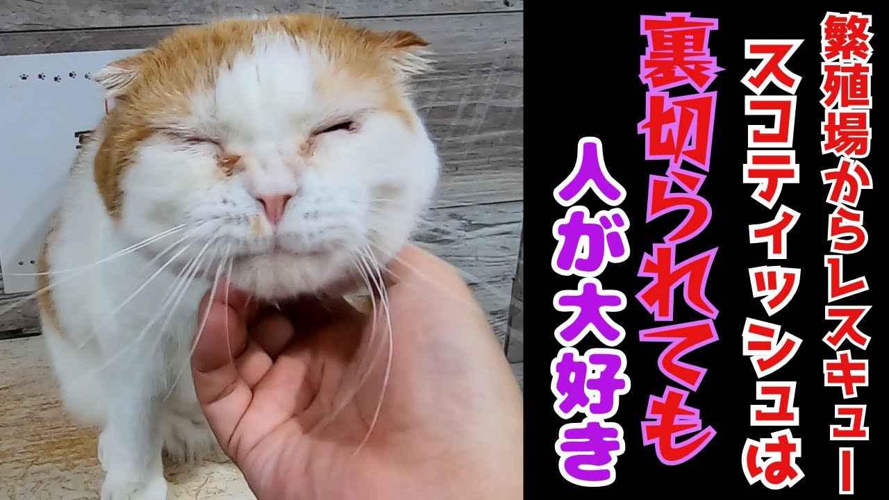 繁殖場からレスキューされたスコティッシュフォールドマイペースに甘えて癒された（保護猫カフェ猫の木）十三駅Scottish Fold rescued from a breeding farm