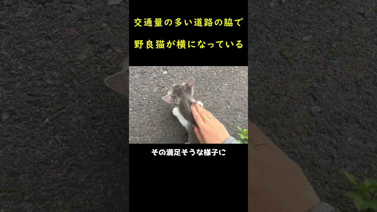 道端に捨てられた子猫を救った女性！