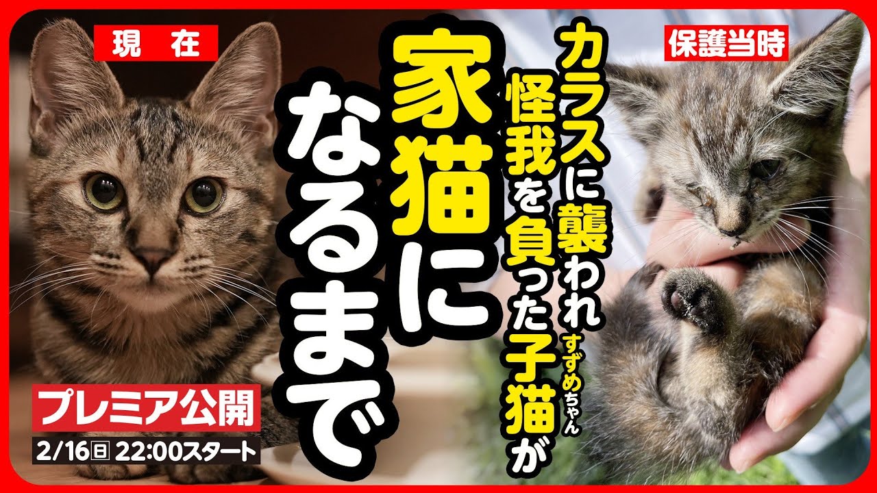 【感動】カラスに襲われ怪我を負った子猫がしあわせな家猫になるまで【まとめ】