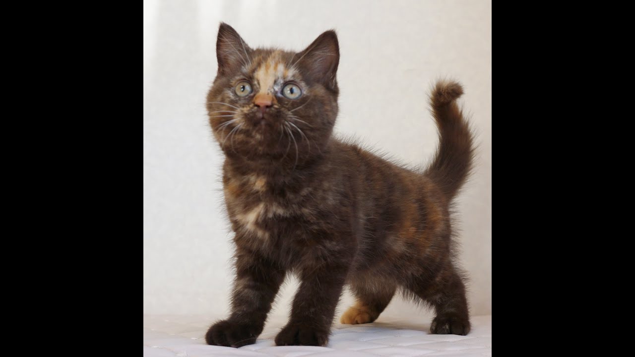 セルカークレックス子猫　Selkirk Rex　2024.12.6産まれ　チョコトーティー　ストレート　女の子　シーダキャット猫のお店