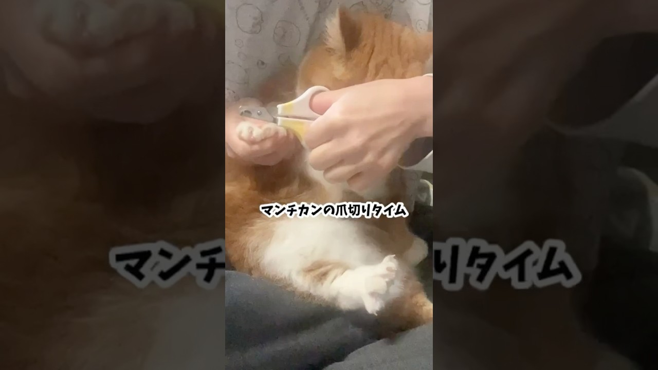 マンチカンの爪切りタイム！#猫 #猫のいる暮らし #短足マンチカン#マンチカン#cat #catshorts #animalstories #マンチカンの爪切りをフルで撮ってみた！