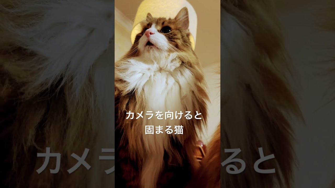 #shorts #cat #pets #ノルウェージャンフォレストキャット #猫のいる暮らし #猫