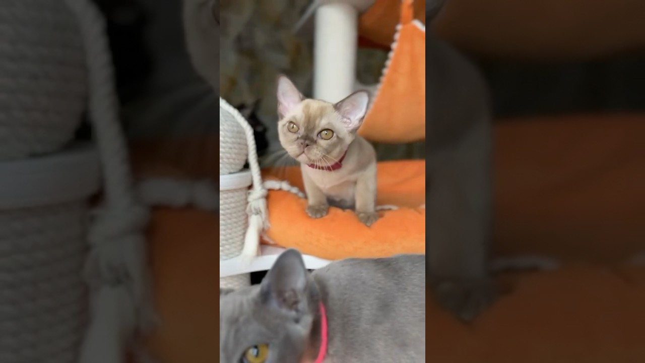Бурманские котята. #бурма #бурманскаякошка #kitten #бурманскиекотята