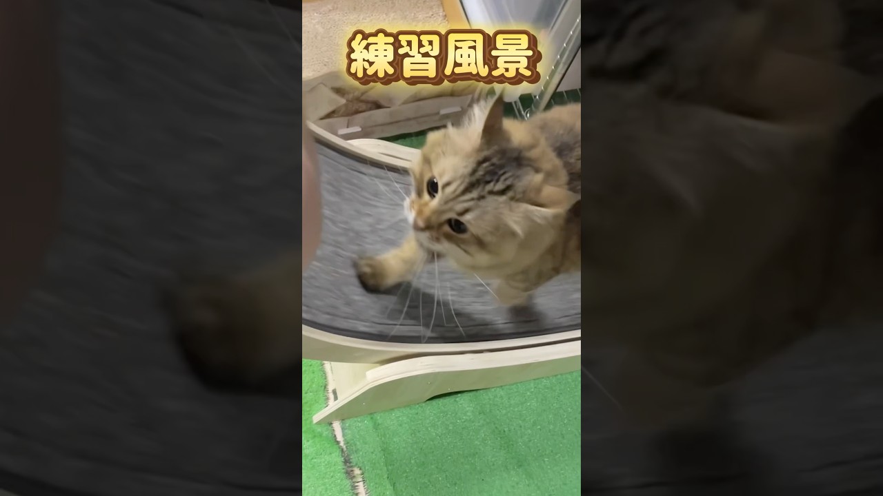 キャットホイール練習風景#shorts #メインクーン #サイベリアン
