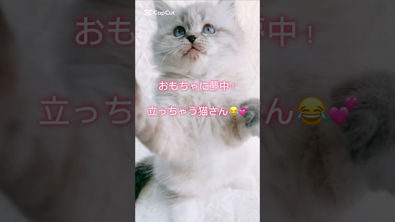 夢中すぎて…！？立っちゃうエマちゃん🧸🩷 #癒し #子猫 #サイベリアン