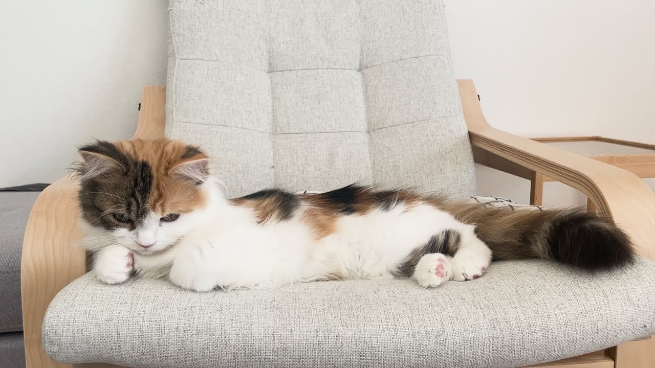 ちくわじゃないよ、むうだよ🐈🐾