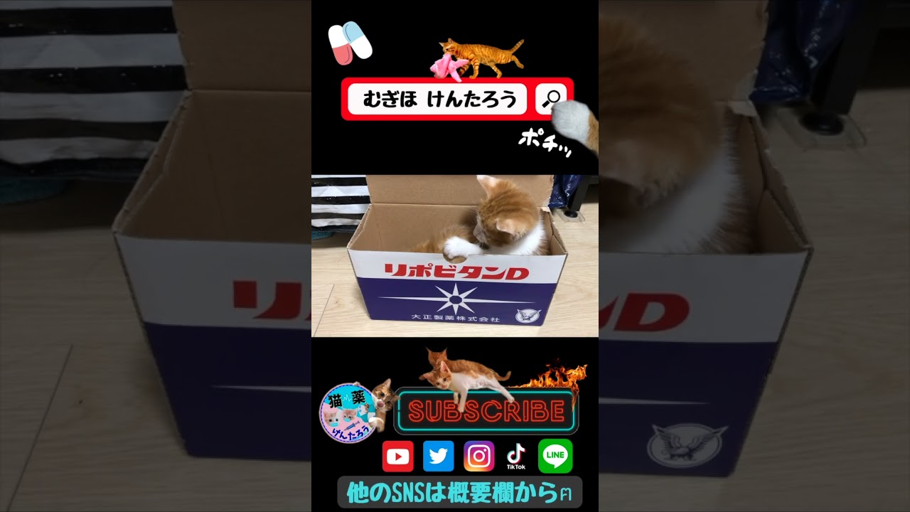 【リポビタンD！？】#むぎほ #ひーくん #子猫 #保護猫