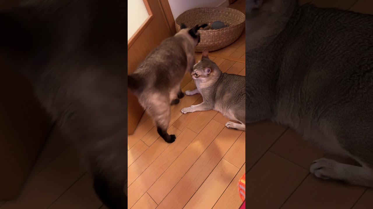 たぬき猫が目の前を通過したのでこっそりペシペシするシンガプーラなのにゃ♪#cat #シンガプーラ #トンキニーズ#たぬき猫