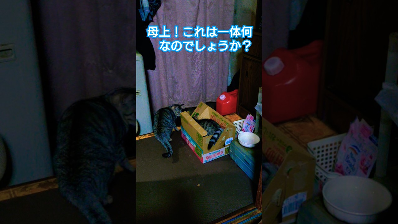 戦国大河猫第２話【極秘演習】