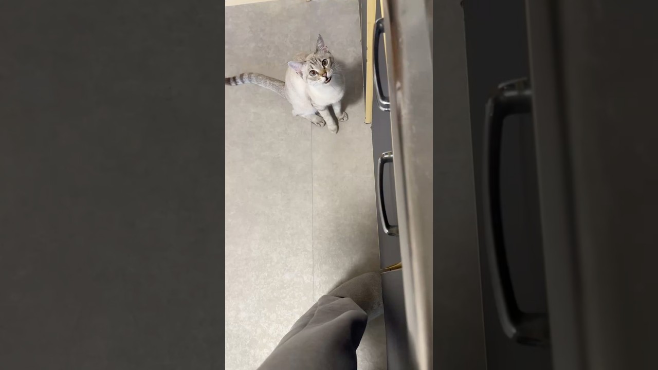 鳴いてます　#シャムトラ #元保護猫 #シャムミックス  #cat #猫耳 #kitten  #猫耳 #siamesemix