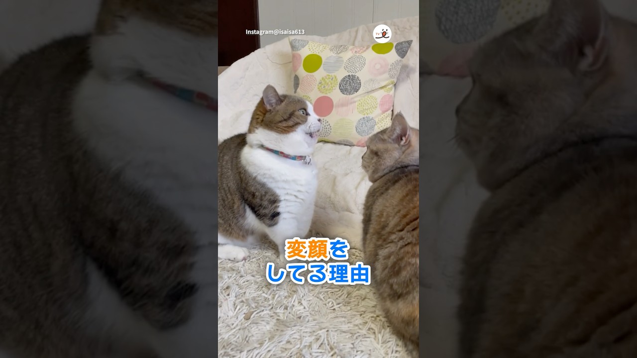 お姉ちゃんは強いでしゅ…｜PECO #マンチカン #キジ白 #猫 #愛猫家 #猫動画 #猫のいる暮らし #munchkin #cat #catlover #catvideos #catlife
