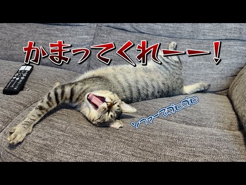 子猫の時と変わらずかまってほしい、甘えたい【しらす】😼