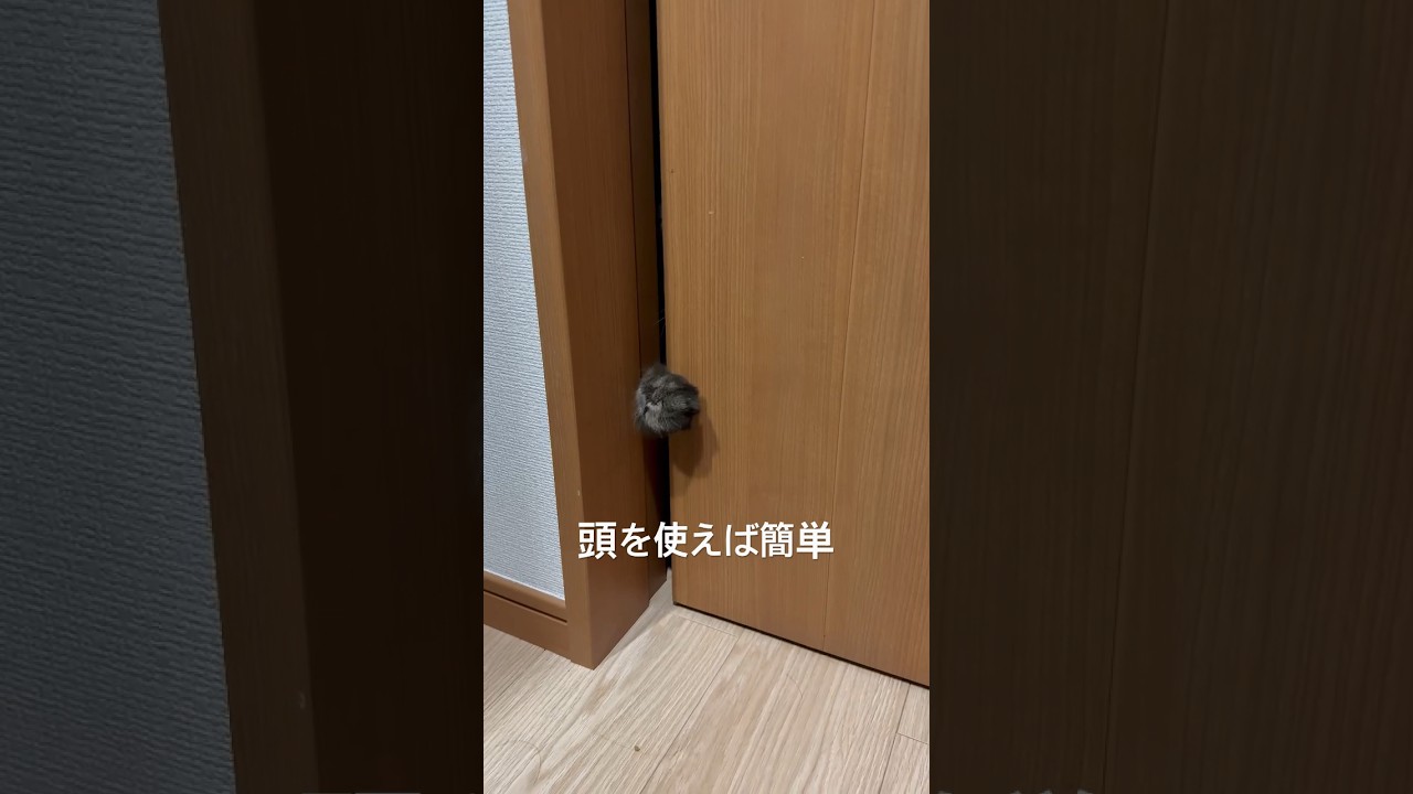 ついにドアの開け方を覚えた猫 #cat #ねこ #猫 #サイベリアン #cute #もふもふ