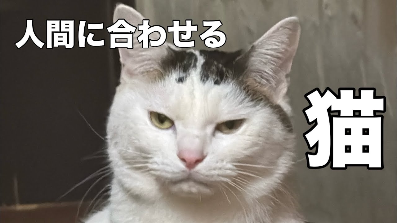【猫】は人間によって態度を変える生き物