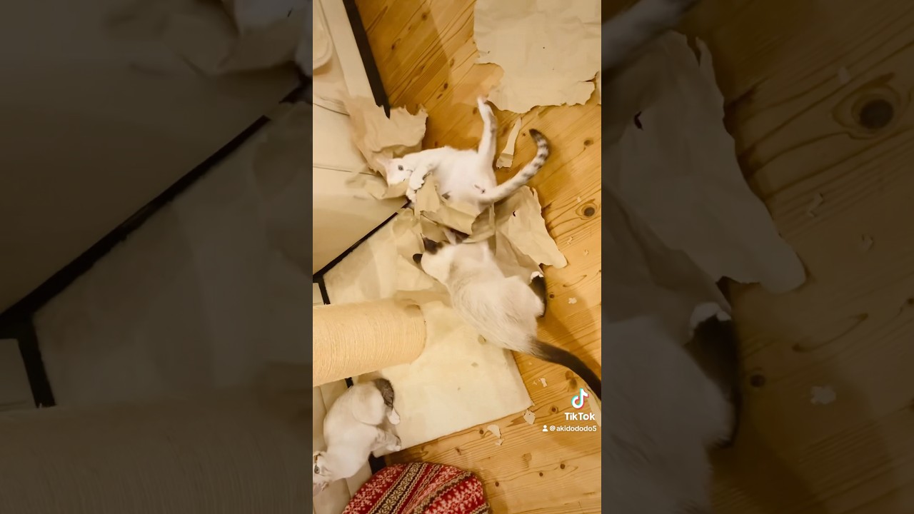 諸行無常の響きあり#雪月花#子猫#猫#シャムMIX#play#cat#kitten