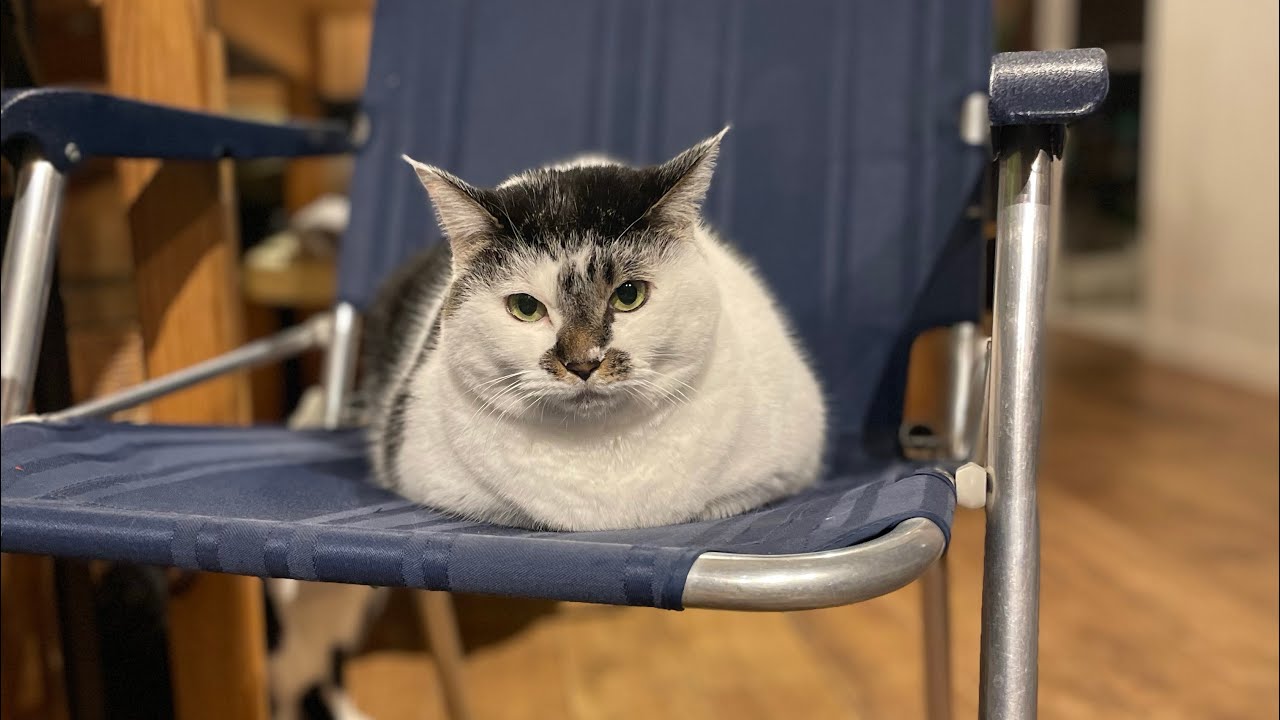 猫28匹とライブ配信