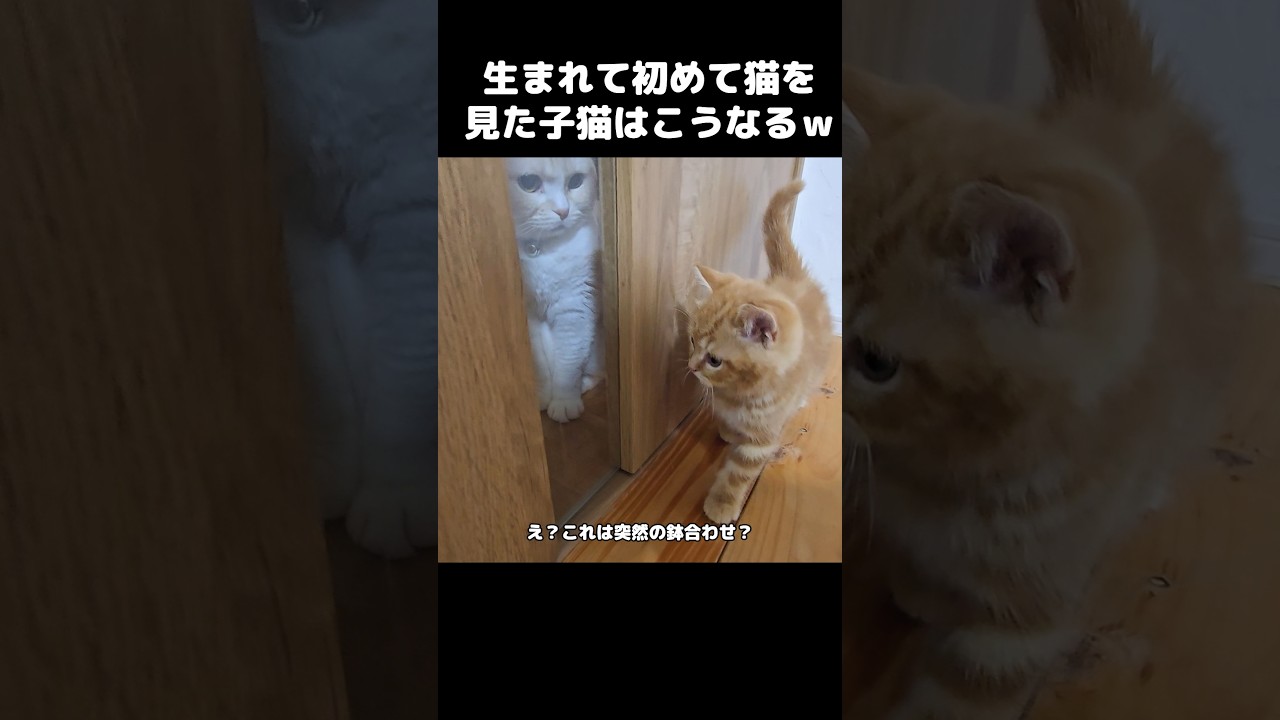 生まれて初めて猫を見た子猫はこうなる...笑#shorts