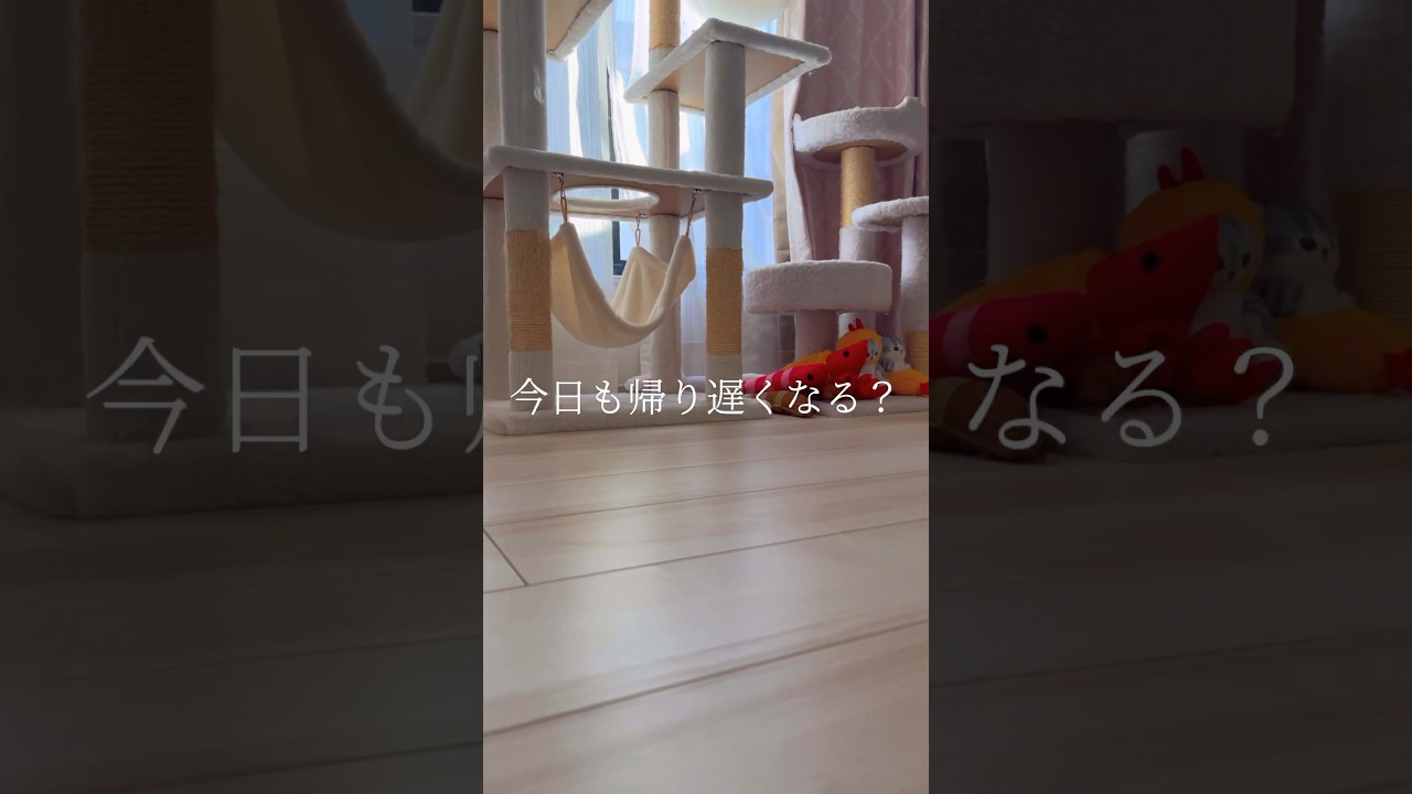 【ペットの気持ち】皆、あなたの帰りを待っています。#shorts #猫 #マンチカン