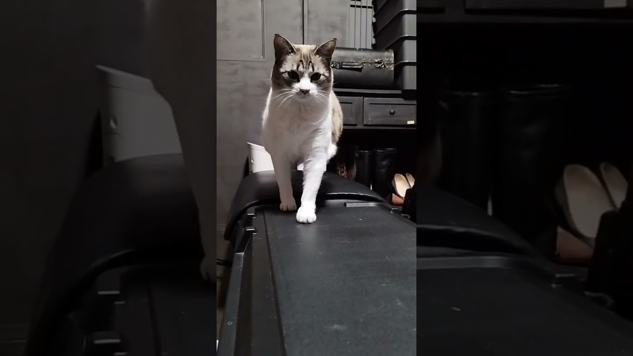 【野良猫から家猫へ】ぽい　シャム猫ミックス #cat #cute