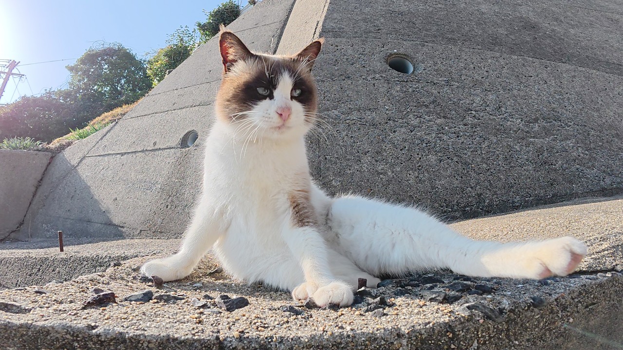 坂道で出会ったシャム猫をモフっていると仲間猫がワラワラと集まってきた