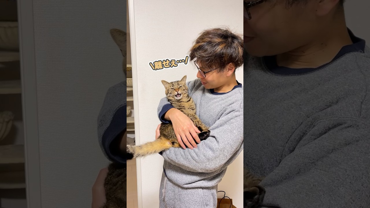 「離せぇっ」と飼い主にブチ切れる猫