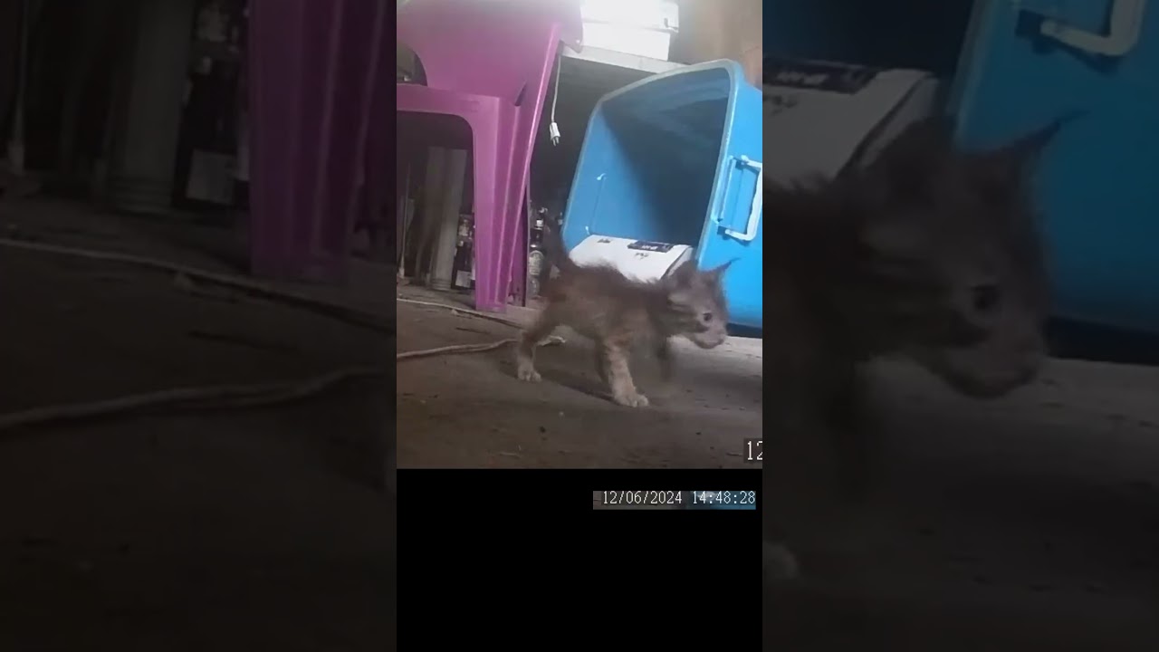 お風呂の後の子猫たちKittens after bath #cat #子猫 #Kittengrowthvideo