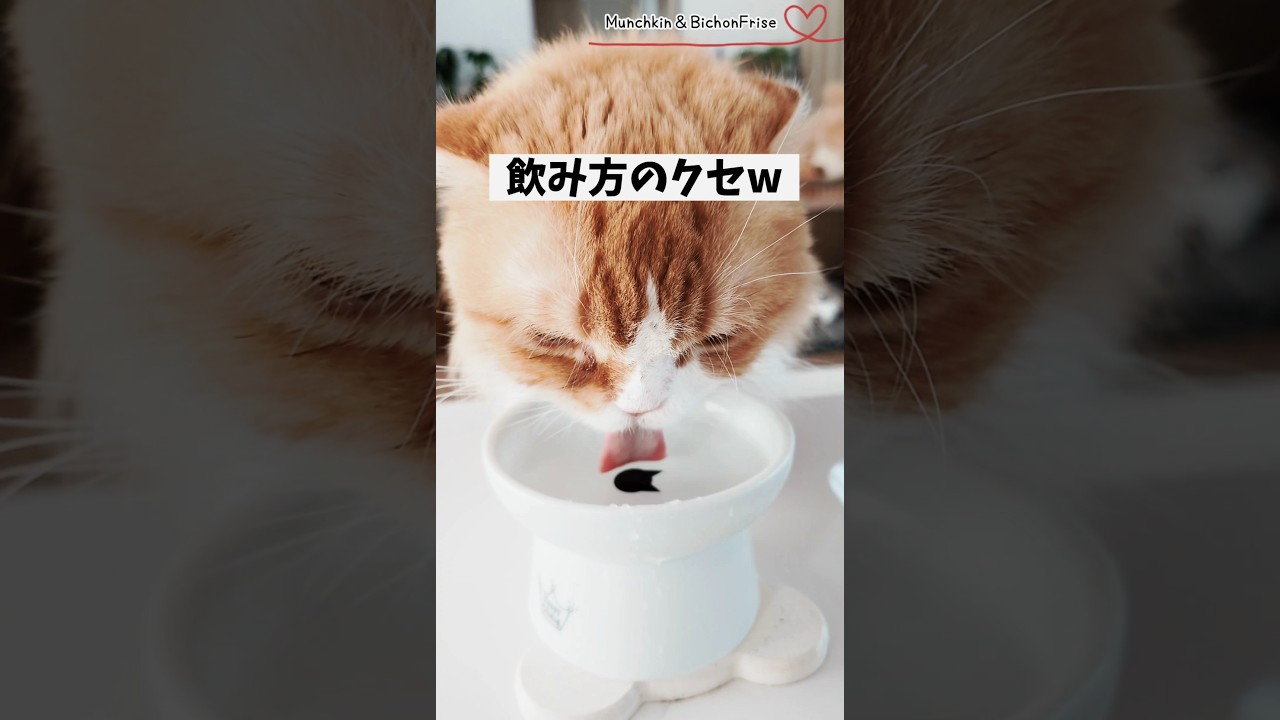 【マンチカン】女王猫のお水の飲み方がひどすぎる 【犬と猫、両方飼ってると毎日かわいい♥】