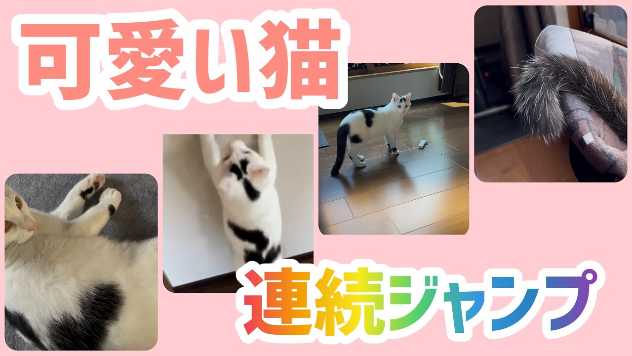 脅威の連続ジャンプ、赤い光に大興奮。#保護猫 #ねこ で#猫のいる暮らし #世界猫の日 #ミルねーさん