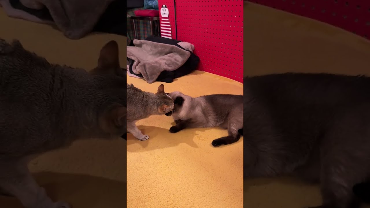 同居猫があんまりにもペロペロしてくるので両前足でパシッとお顔を挟んじゃうたぬき猫なのにゃ♪ #cat #シンガプーラ #トンキニーズ#たぬき猫