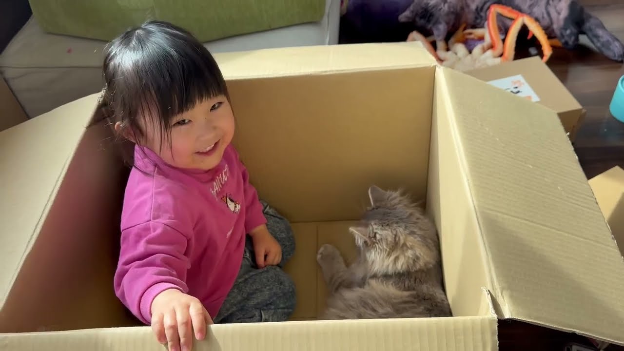 初めて見る雛人形箱を占領する猫　サイベリアンA cat occupies a Hina doll box it has never seen before. Siberian