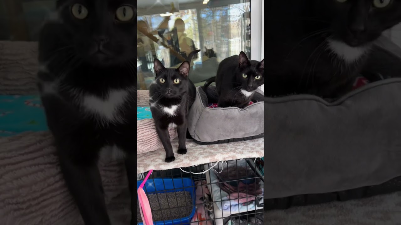 Meet our black cats! #blackcats #adoptdontshop #cats