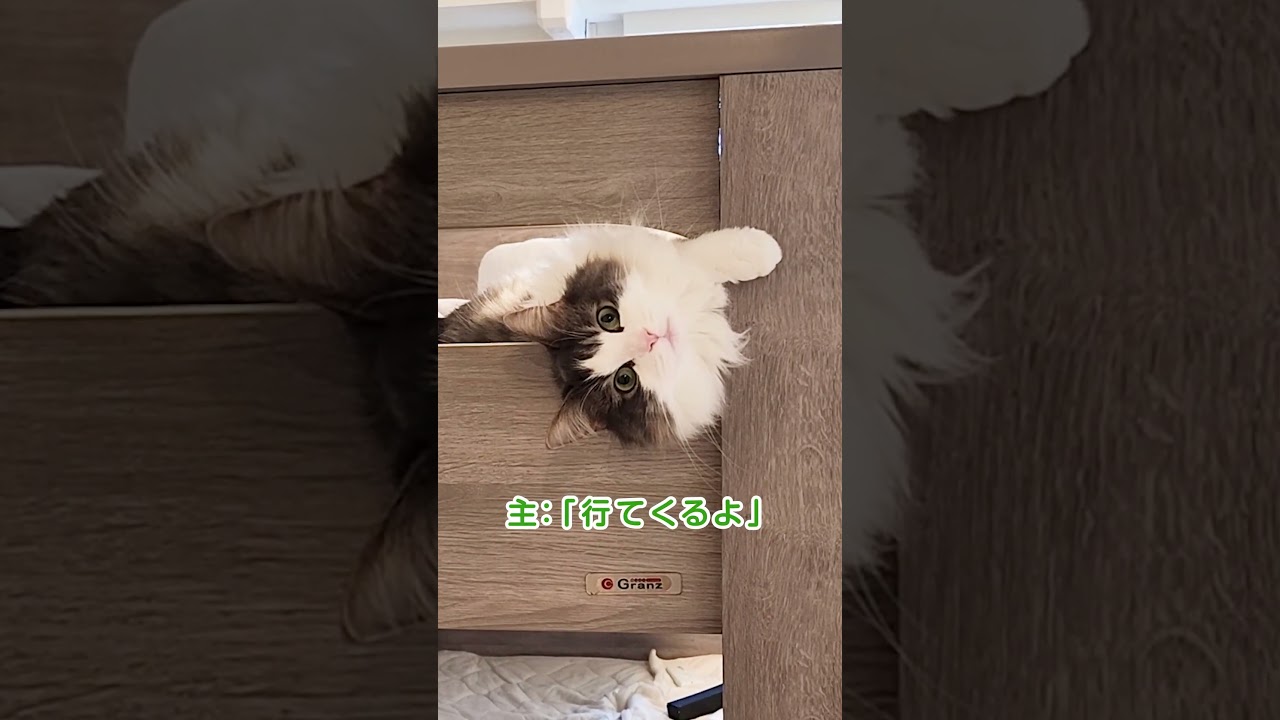 飼い主を引き留める猫【I want you to stay】