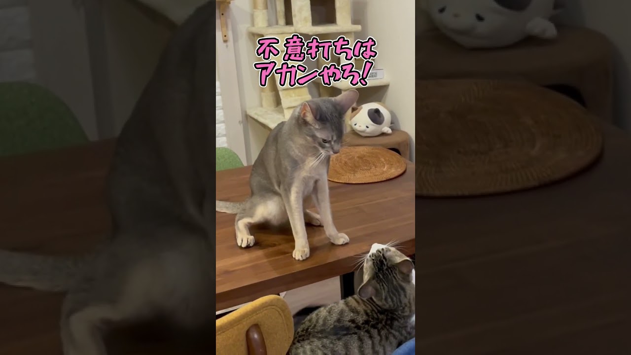 ニャン斗の拳11 弟猫の不意打ち #shorts #猫 #アビシニアン