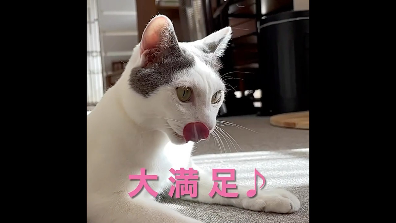 なんかほっこりする♪ を集めてみました！#shorts #保護猫 #ねこ #cat #癒し#面白い猫 #猫ドリル