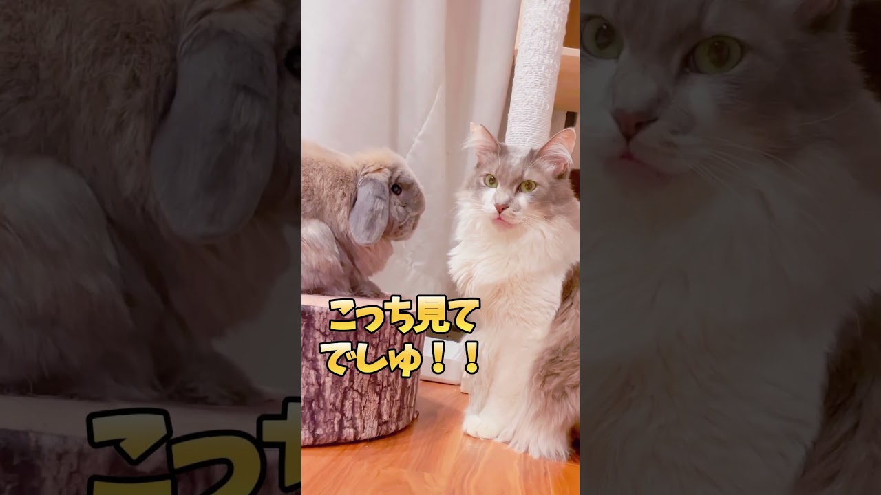 愛のビームを猫に注ぐウサギが健気すぎ笑笑