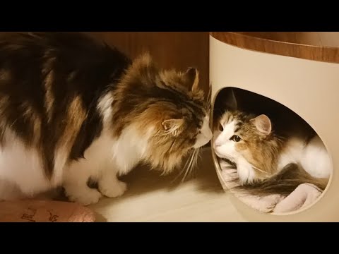 妹の寝床が気になる兄