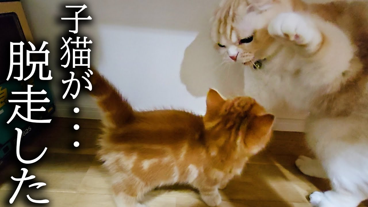 子猫が部屋から脱走してこうなっちゃいました...