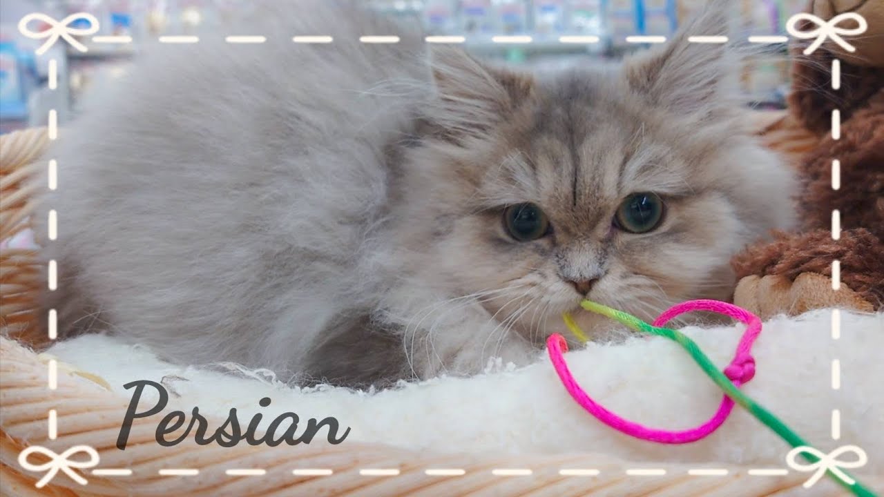 【 お気に入りのオモチャ発見!! 】 激かわペルシャちゃんは一度捕まえたら離しませんっ！