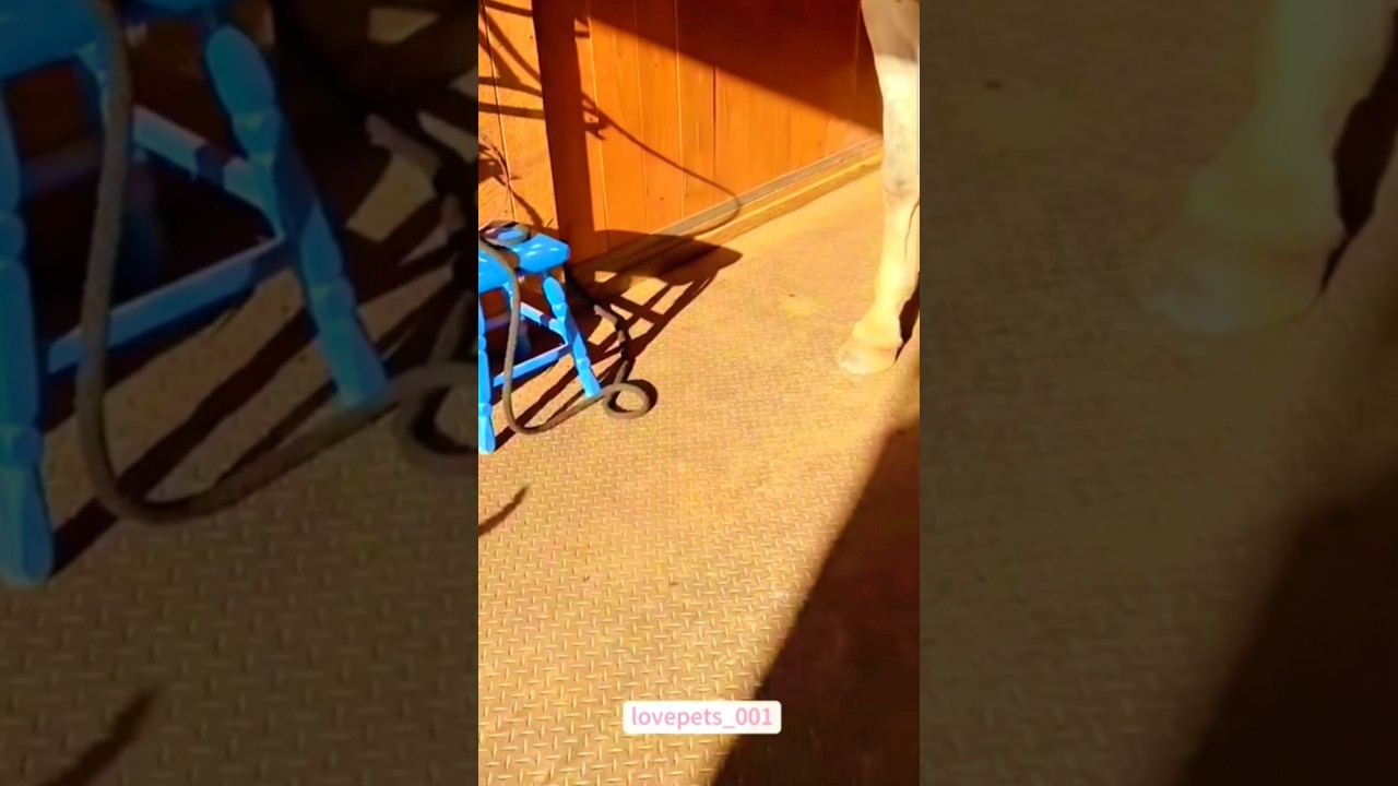 #kaatzx #cat #funnyanimlas #funnyanimals #cute #funnypetschannel