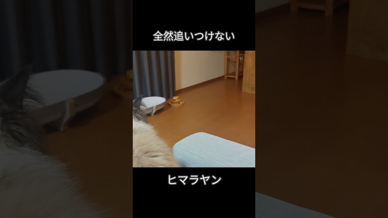 アメショとヒマラヤンの差