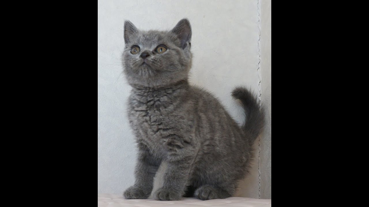 ブリティッシュショートヘアー子猫　British Shorthair　2024.12.18産まれ　ブルータビー　男の子　シーダキャット猫のお店