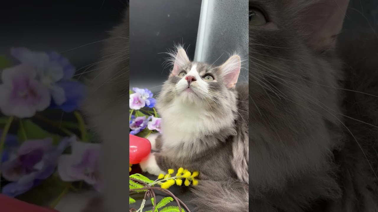 ノルウェージャンフォレストキャット とても体格の良いイケメン君です