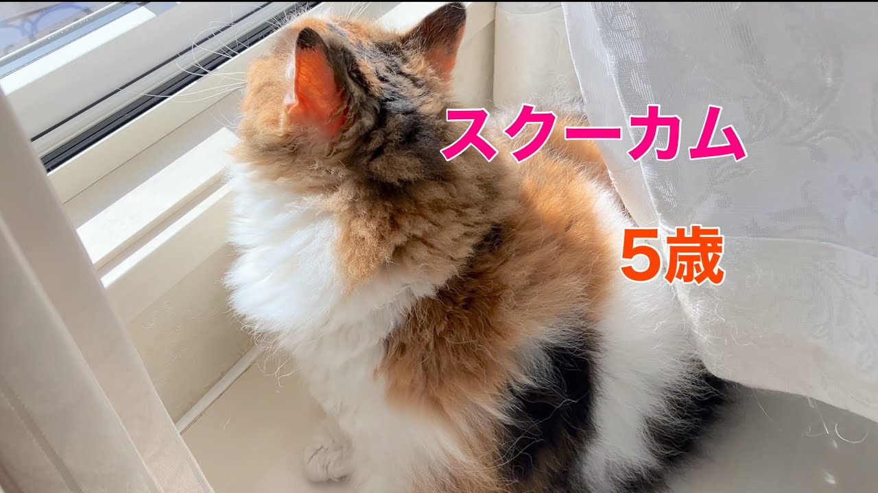 【スクーカムのネネちゃん】５歳の誕生日
