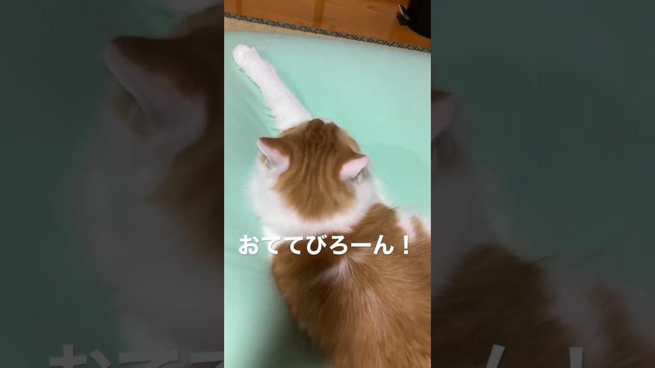 マンチカンなのに足長すぎ可愛すぎ #shorts