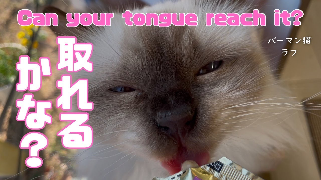 バーマン猫ラフ【取れるかな？】Can your tongue reach it?（バーマン猫）Birman/Cat