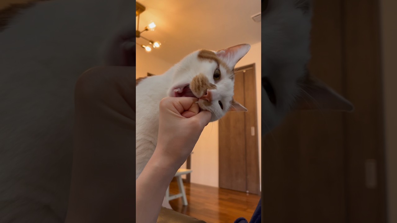 私の拳を愛してる猫 #cat #保護猫 #日本猫